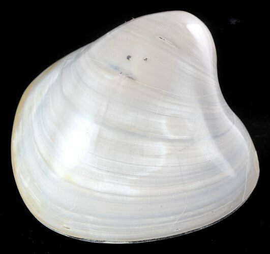 Polished Fossil Astarte Clam - Cretaceous #45797